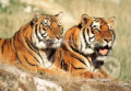 Tigre