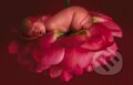 Piv�nia
