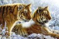 Sib�rske tigre