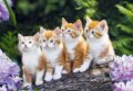 Ma�acie dru�stvo