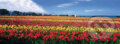Field of Dreams