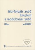 Morfologie zubů, kreslení a modelování zubů