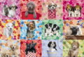 Puppies