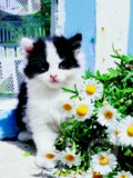 Ma�i�ka na okne