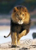 Running Lion