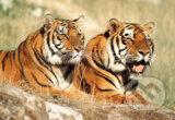 Tigre