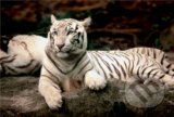 Beng�lsky tiger