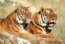 Tigre