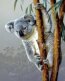 Mlad� koala