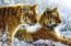 Sib�rske tigre
