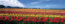 Field of Dreams