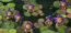 Vodn� �alia