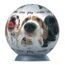 Puzzleball - Pes