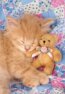 Kitty & the Bear