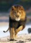 Running Lion