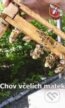 Chov v�el�ch matek